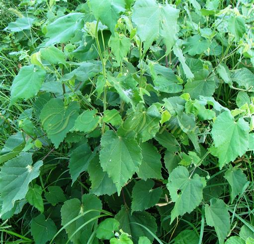  Leaves